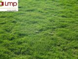 Maison à construire à Brem-sur-Mer (85470) 2089164-7159annonce120250225twqbH.jpeg LMP Constructeur