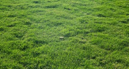 Givrand Terrain à bâtir - 2353166-7159annonce120251201PwD2n.jpeg LMP Constructeur