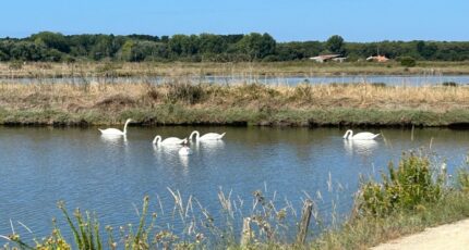 L'Île-d'Olonne Terrain à bâtir - 2400662-10920annonce320260121LNO48.jpeg LMP Constructeur