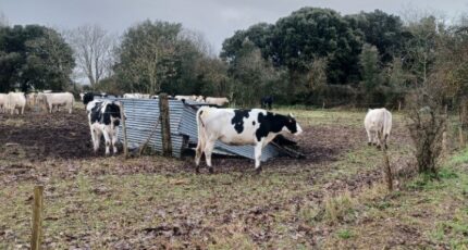 Saint-Urbain Maison neuve - 2407749-11728annonce2202602055VzdW.jpeg LMP Constructeur