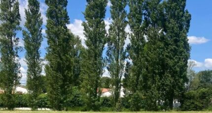 Commequiers Maison neuve - 2366317-7159annonce1202512124w5hB.jpeg LMP Constructeur