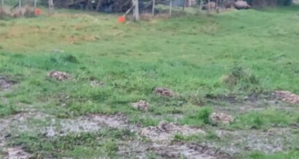 Beauvoir-sur-Mer Maison neuve - 2420563-11728annonce320260206XTxIx.jpeg LMP Constructeur